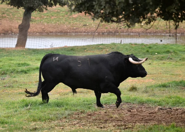 Taureau Espagne Dans Champ Vert Avec Grandes Cornes — Photo