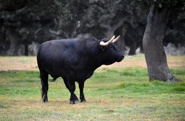 Býk Španělsku Zeleném Poli Velkými Rohy — Stock fotografie