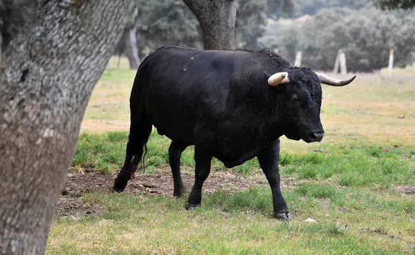 Stier Spanje Het Groene Veld Met Grote Hoorns — Stockfoto