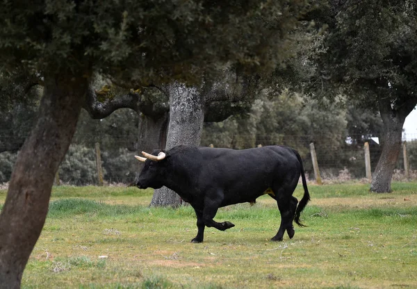 Ταύρος Στην Ισπανία Στο Πράσινο Χωράφι Μεγάλα Κέρατα — Φωτογραφία Αρχείου