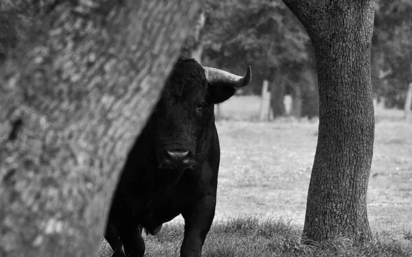 Touro Espanha Campo Verde Com Chifres Grandes — Fotografia de Stock