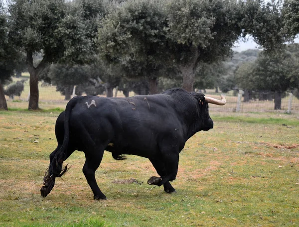 Taureau Espagne Dans Champ Vert Avec Grandes Cornes — Photo