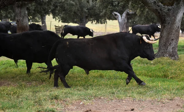 Bika Spanyolországban Zöld Mezőben Nagy Szarvak — Stock Fotó