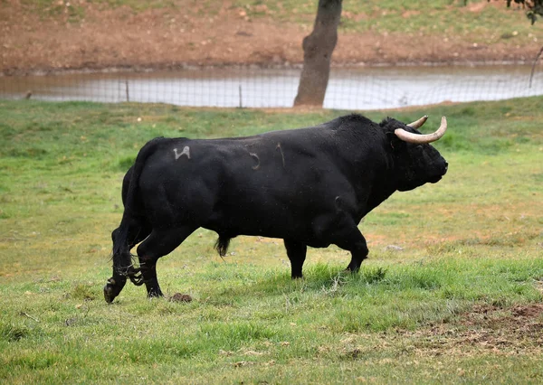 Taureau Espagne Dans Champ Vert Avec Grandes Cornes — Photo