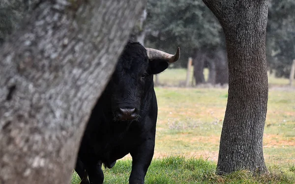 Bulle Spanien Auf Der Grünen Wiese Mit Großen Hörnern — Stockfoto