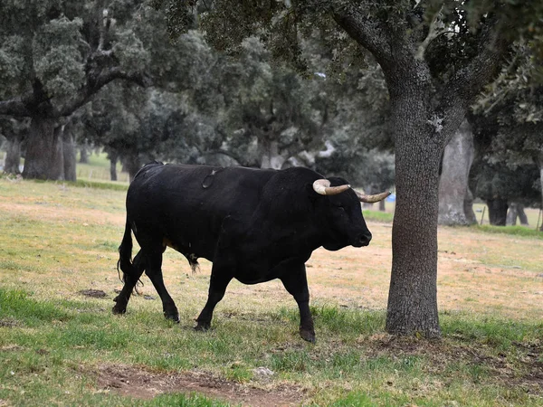 Stier Spanje Het Groene Veld Met Grote Hoorns — Stockfoto