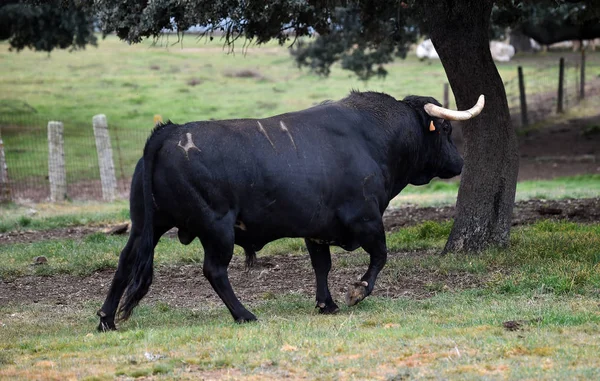 Taureau Espagne Dans Champ Vert Avec Grandes Cornes — Photo