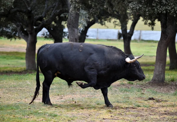 Touro Espanha Campo Verde Com Chifres Grandes — Fotografia de Stock