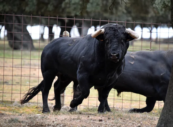 Bull Hiszpanii Zielonej Dziedzinie Dużymi Rogami — Zdjęcie stockowe