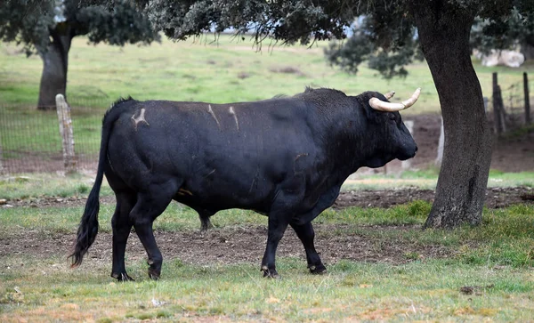 Toro Spagna Nel Campo Verde Con Grandi Corna — Foto Stock