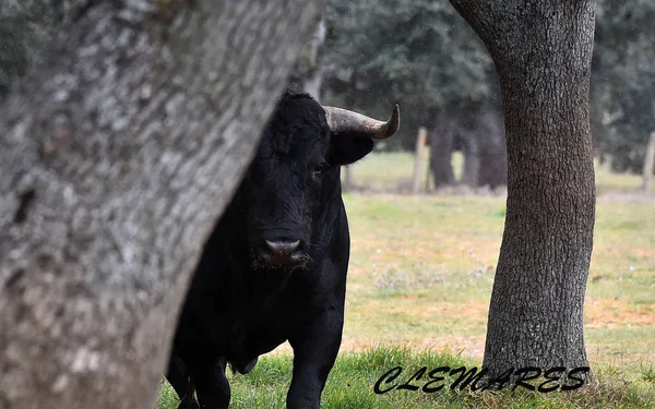 Ταύρος Στην Ισπανία Στο Πράσινο Χωράφι Μεγάλα Κέρατα — Φωτογραφία Αρχείου