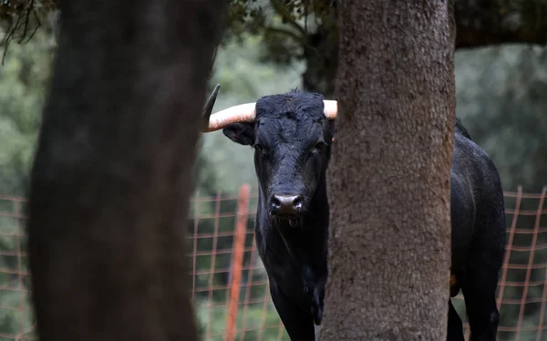 Bull Hiszpanii Zielonej Dziedzinie Dużymi Rogami — Zdjęcie stockowe