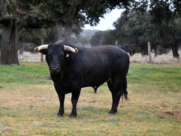 Bulle Spanien Auf Der Grünen Wiese Mit Großen Hörnern — Stockfoto