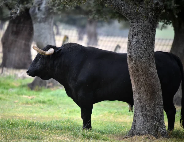 Taureau Espagne Dans Champ Vert Avec Grandes Cornes — Photo