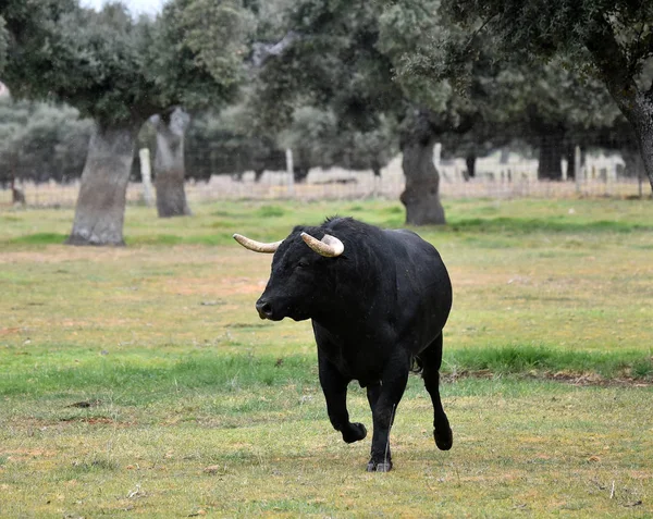Toro Spagna Nel Campo Verde Con Grandi Corna — Foto Stock