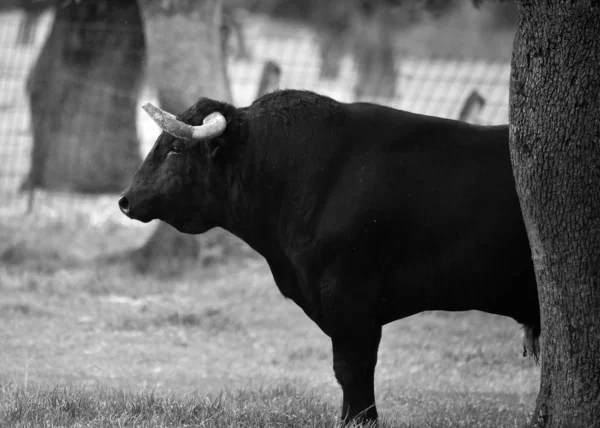 Bull Hiszpanii Zielonej Dziedzinie Dużymi Rogami — Zdjęcie stockowe