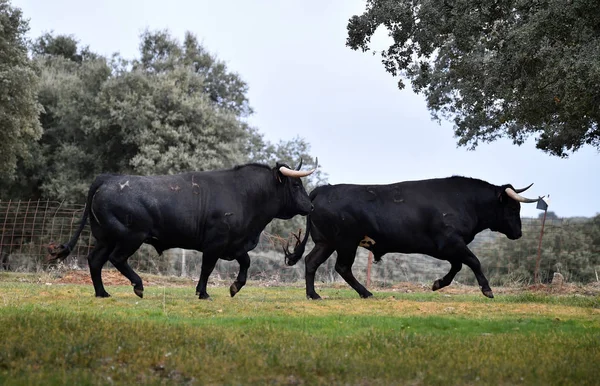 Toro España Campo Verde Con Cuernos Grandes — Foto de Stock