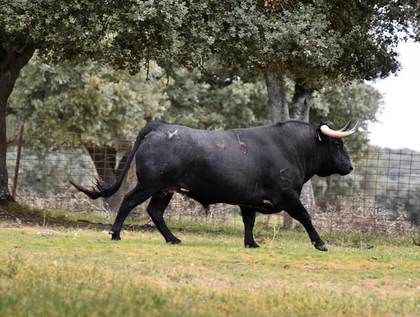 Tjur Spanien Det Gröna Fältet Med Stora Horn — Stockfoto