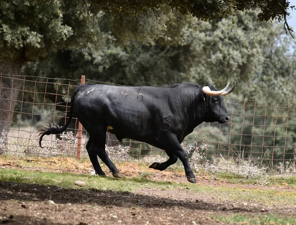 Taureau Espagne Dans Champ Vert Avec Grandes Cornes — Photo