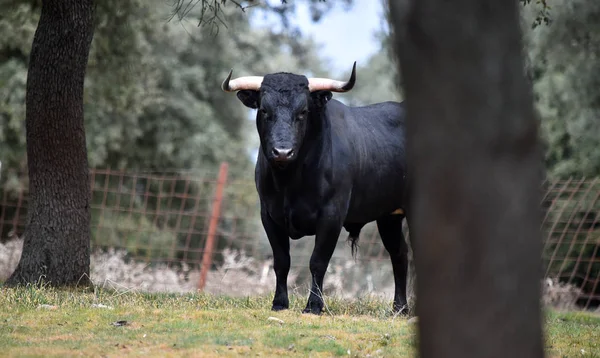 Stier Spanje Het Groene Veld Met Grote Hoorns — Stockfoto