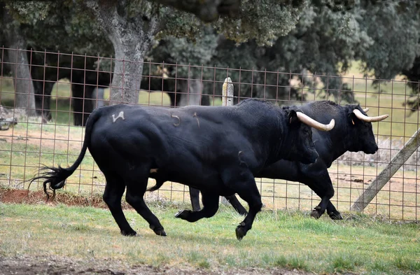 Toro España Campo Verde Con Cuernos Grandes —  Fotos de Stock