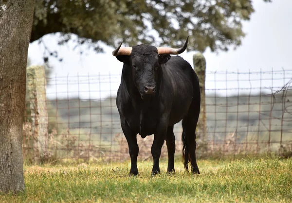 Touro Espanha Campo Verde Com Chifres Grandes — Fotografia de Stock