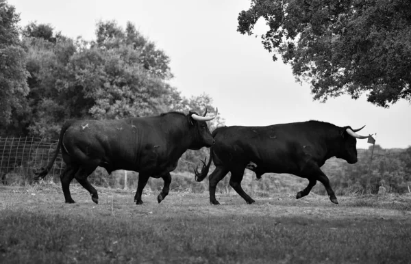 Toro España Campo Verde Con Cuernos Grandes —  Fotos de Stock