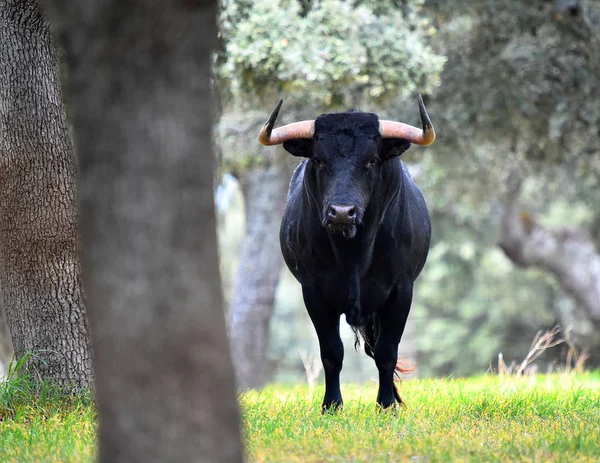 Bulle Spanien Auf Der Grünen Wiese Mit Großen Hörnern — Stockfoto