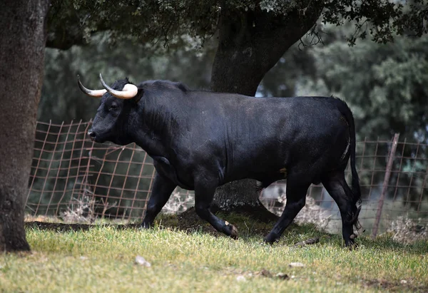 Bulle Spanien Auf Der Grünen Wiese Mit Großen Hörnern — Stockfoto