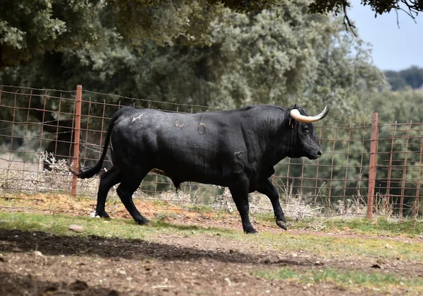 Taureau Espagne Dans Champ Vert Avec Grandes Cornes — Photo