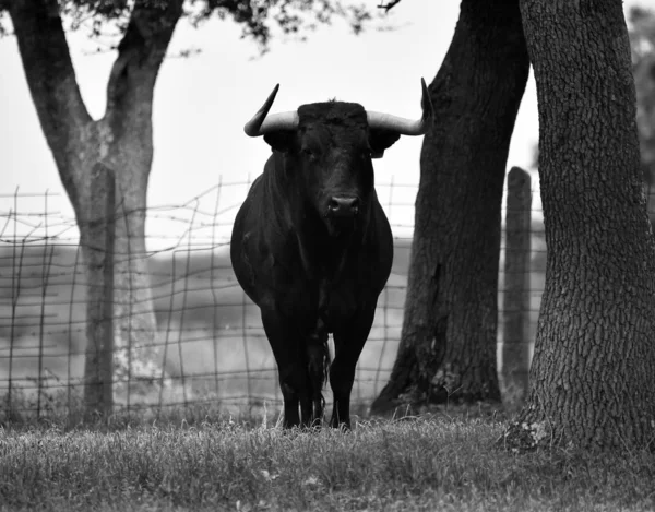 Stier Spanje Het Groene Veld Met Grote Hoorns — Stockfoto