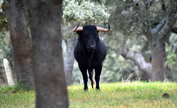 Bulle Spanien Auf Der Grünen Wiese Mit Großen Hörnern — Stockfoto