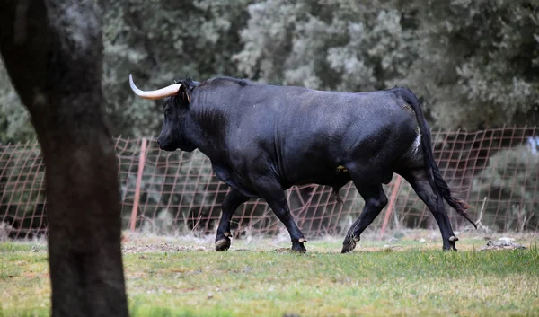 Stier Spanje Het Groene Veld Met Grote Hoorns — Stockfoto