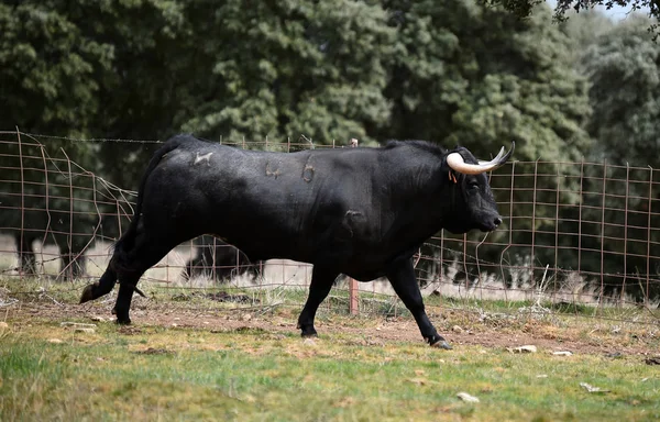 Býk Španělsku Zeleném Poli Velkými Rohy — Stock fotografie