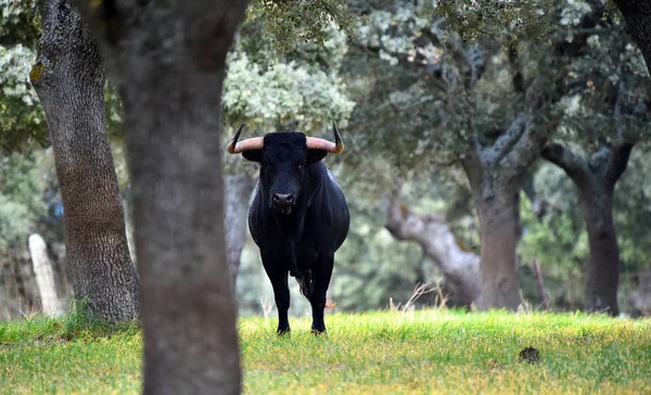 Bulle Spanien Auf Der Grünen Wiese Mit Großen Hörnern — Stockfoto