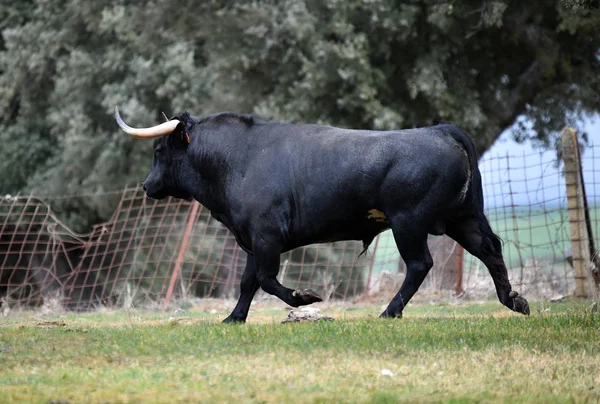 公牛在西班牙在绿色的领域与大角 — 图库照片