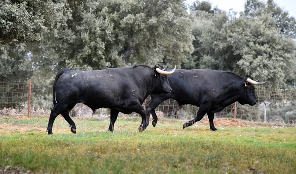 Tjur Spanien Det Gröna Fältet Med Stora Horn — Stockfoto