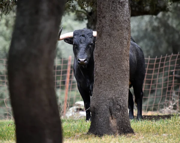 Bulle Spanien Auf Der Grünen Wiese Mit Großen Hörnern — Stockfoto