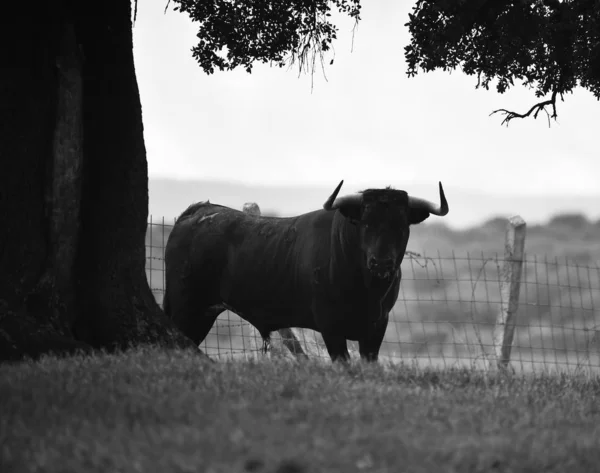 Touro Espanha Campo Verde Com Chifres Grandes — Fotografia de Stock