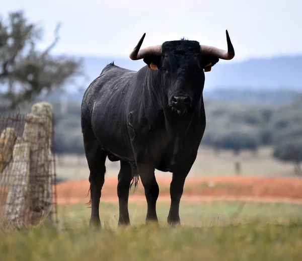 Toro España Campo Verde Con Cuernos Grandes —  Fotos de Stock