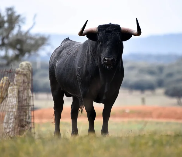 Taureau Espagne Dans Champ Vert Avec Grandes Cornes — Photo