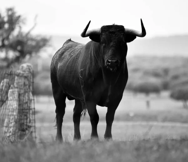 Bull Hiszpanii Zielonej Dziedzinie Dużymi Rogami — Zdjęcie stockowe