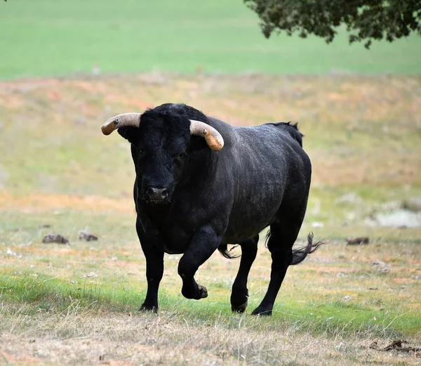 Bull Spain Green Field Big Horns — Stock Photo, Image