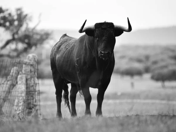 Bull Hiszpanii Zielonej Dziedzinie Dużymi Rogami — Zdjęcie stockowe