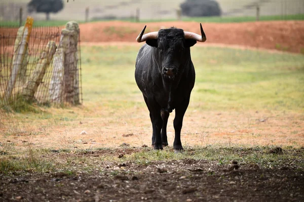 Taureau Espagne Dans Champ Vert Avec Grandes Cornes — Photo