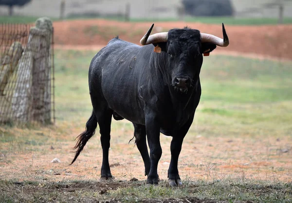 Taureau Espagne Dans Champ Vert Avec Grandes Cornes — Photo