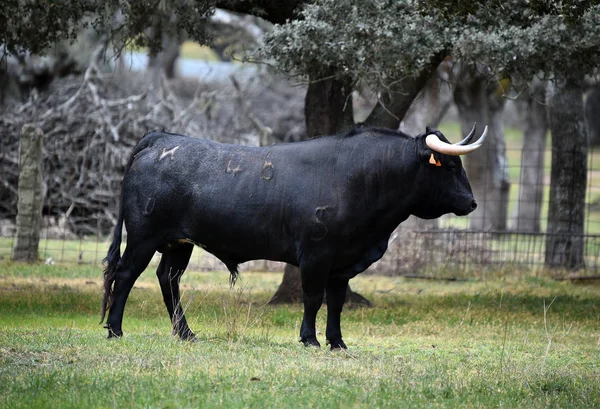 Stier Spanje Het Groene Veld Met Grote Hoorns — Stockfoto