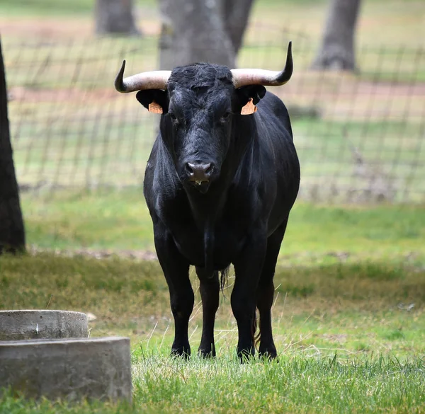 Bull Hiszpanii Zielonej Dziedzinie Dużymi Rogami — Zdjęcie stockowe