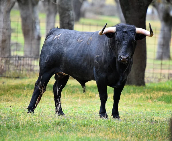 Tjur Spanien Det Gröna Fältet Med Stora Horn — Stockfoto