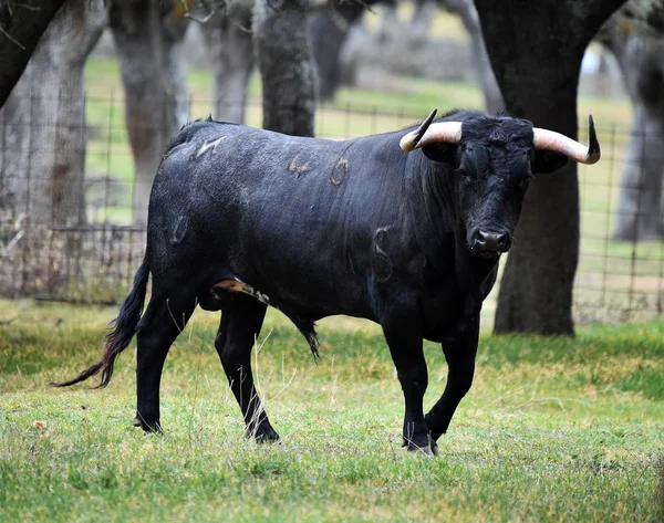 Taureau Espagne Dans Champ Vert Avec Grandes Cornes — Photo